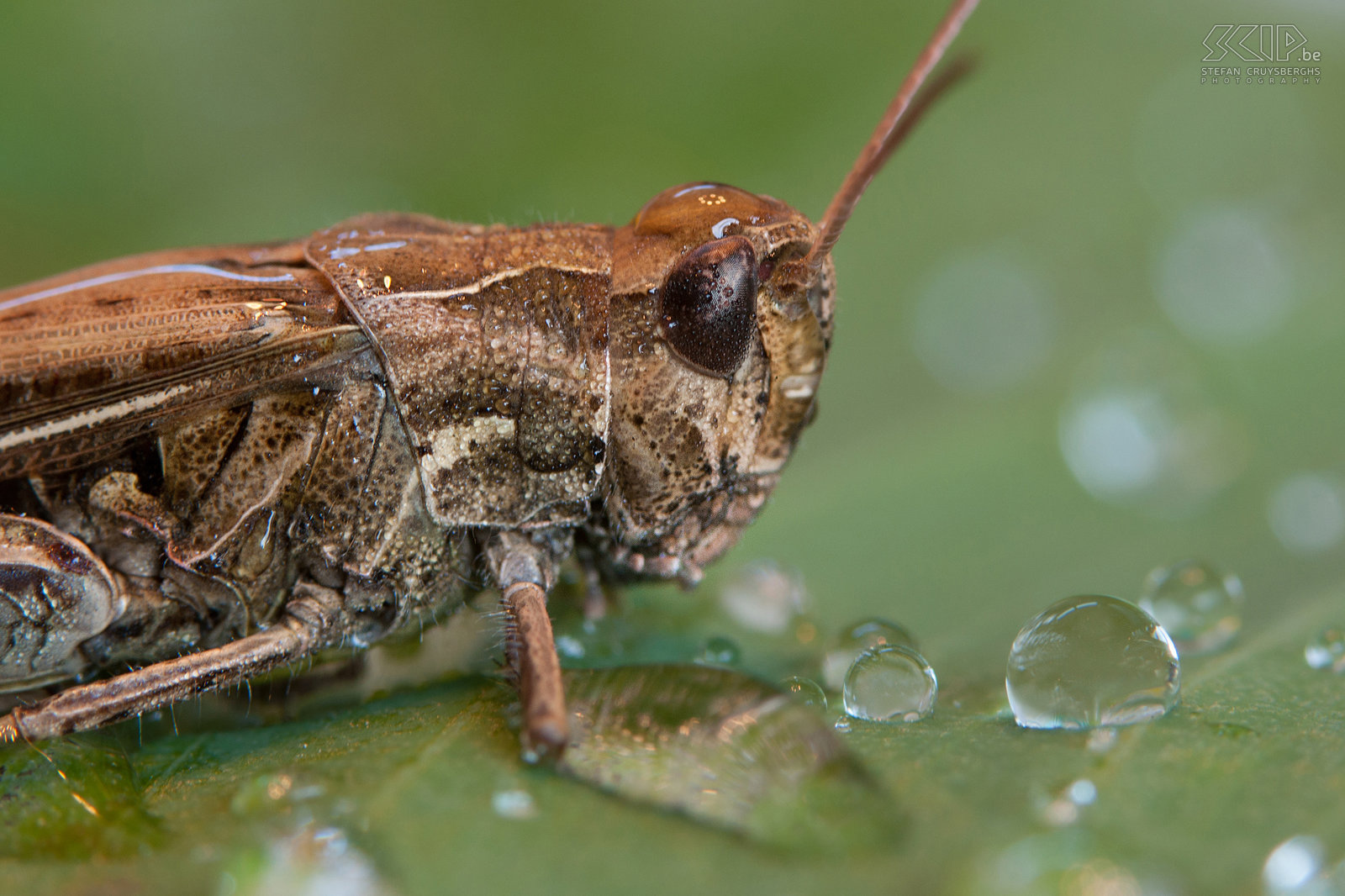 Insecten - Bruine sprinkhaan Bruine sprinkhaan (Common field grasshopper, Chorthippus brunneus) Stefan Cruysberghs
